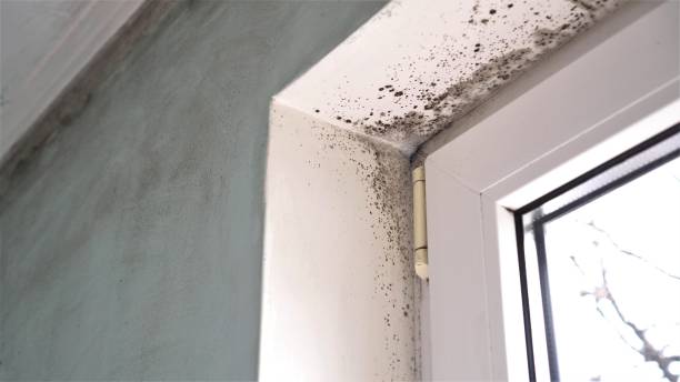 Best Post-Flood Mold Remediation in Interlaken, CA