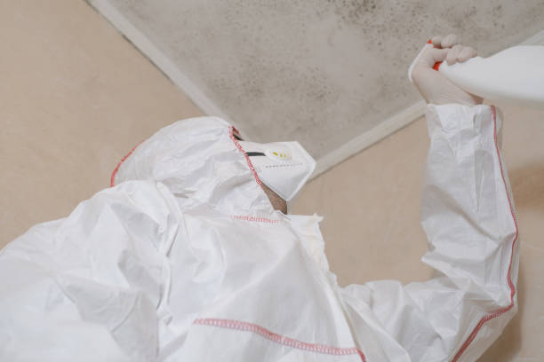 Best Commercial Mold Remediation in Interlaken, CA