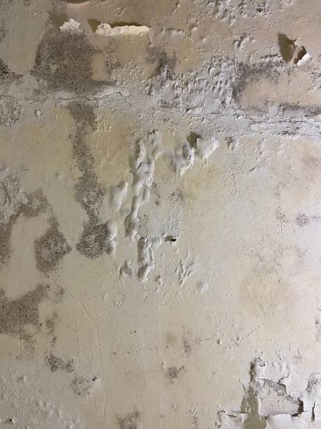 Best Industrial Mold Remediation in Interlaken, CA