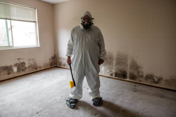 Best Attic Mold Remediation in Interlaken, CA