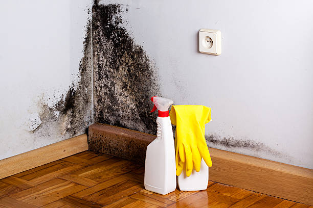 Best Residential Mold Remediation in Interlaken, CA
